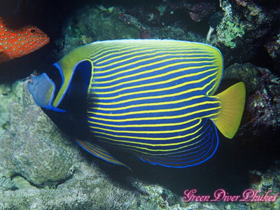 タテジマキンチャクダイの成魚