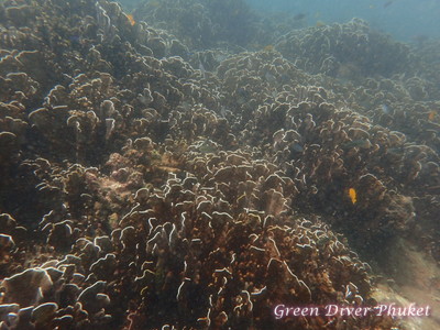 プーケット ダイビング ラチャヤイ島 サンゴ