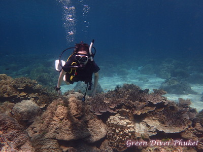 プーケット ダイビング ラチャヤイ島 オープンウォーター講習 サンゴ