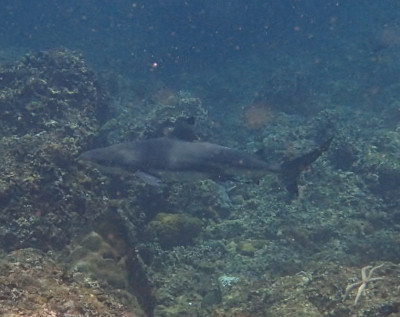 プーケット ダイビング ピピ島 シャークポイント サメ