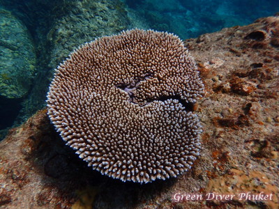 プーケット ダイビング ラチャノイ島 サンゴ