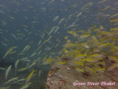 プーケットのラチャヤイ島でファンダイビングをしたときに出会った、魚の大群