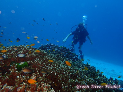 プーケットのラチャノイ島とラチャヤイ島で体験ダイビングでみた、サンゴ