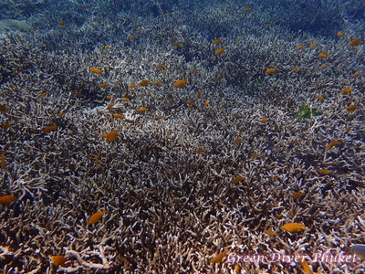 プーケットのラチャノイ島とラチャヤイ島で体験ダイビングとファンダイビングでみたサンゴ