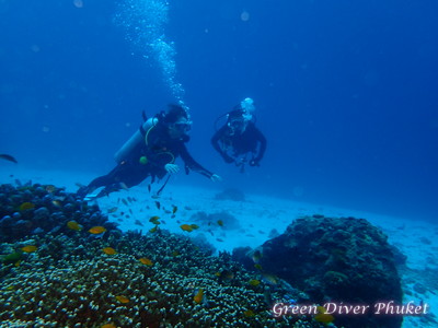 プーケットのラチャノイ島とラチャヤイ島で体験ダイビングとファンダイビングでみたサンゴ
