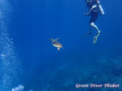 プーケットのラチャノイ島とラチャヤイ島で体験ダイビングとファンダイビングでみたウミガメ