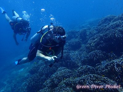 プーケットのラチャノイ島とラチャヤイ島で、体験ダイビングの時に見た、サンゴ