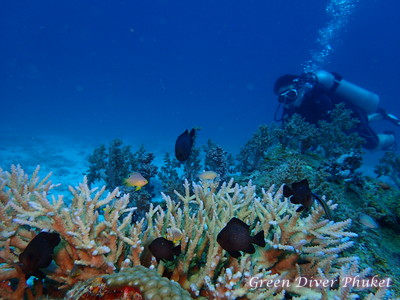 プーケットのラチャノイ島とラチャヤイ島でファンダイビングの時に見た、サンゴ