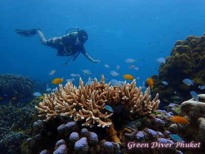 プーケットのラチャノイ島とラチャヤイ島で、ファンダイビングと体験ダイビングに参加した時に見た、サンゴ