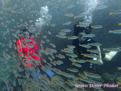 11/17 2日目の今日は、ピピ島シャークポイントで、魚の大群を見てもらいました｜1日1組【グリーンダイバープーケット】ブログ
