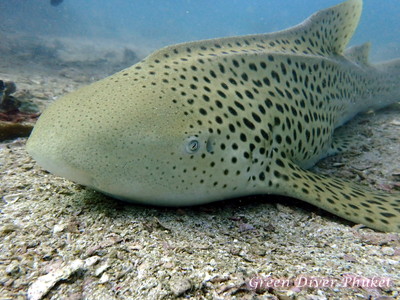 7/13 雨季だって、ピピ島の魚影とサメの魅力は健在です|1日1組【グリーンダイバープーケット】ブログ