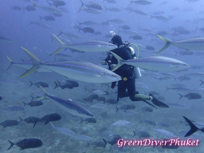 シミランの大型アジの魚群の中を泳ぐダイバー